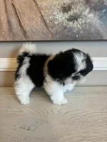 Max, a male Shih Tzu for sale in Morehead, KY – Photo 2 of 4