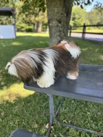 Papaw, a male Shih Tzu for sale in Morehead, KY – Photo 5 of 5