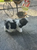 Max, a male Shih Tzu for sale in Morehead, KY – Photo 6 of 6