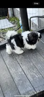 Max, a male Shih Tzu for sale in Morehead, KY – 3 of 9