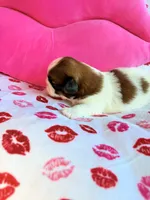 Mindi, a female Shih Tzu for sale in Morehead, KY – Photo 2 of 6