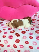 Mindi, a female Shih Tzu for sale in Morehead, KY – Photo 3 of 6