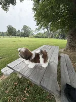 Bandit, a male Shih Tzu for sale in Morehead, KY – 2 of 5