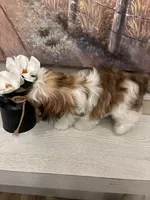 Penny, a female Shih Tzu for sale in Morehead, KY – Photo 2 of 3