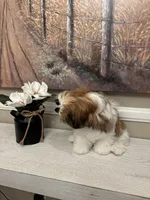 Penny, a female Shih Tzu for sale in Morehead, KY – Photo 3 of 3