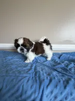 Bandit, a male Shih Tzu for sale in Morehead, KY – 1 of 3