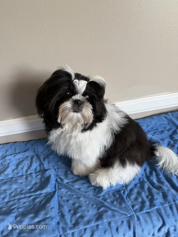Max – Shih Tzu puppy for sale in Morehead, KY