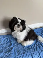 Max, a male Shih Tzu for sale in Morehead, KY – 1 of 9