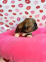 Mork, a male Shih Tzu for sale in Morehead, KY – Photo 2 of 8