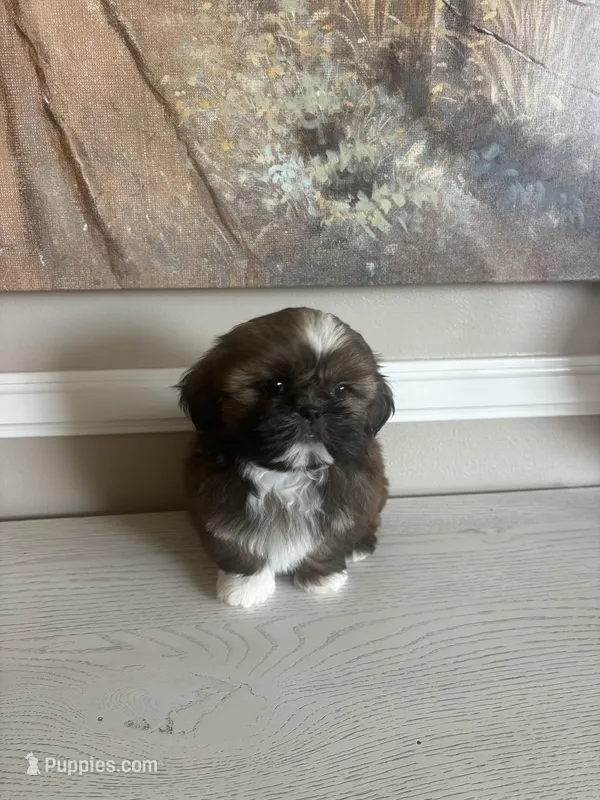 Mork – Shih Tzu puppy for sale in Morehead, KY