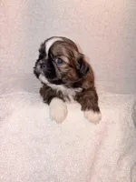 Mork, a male Shih Tzu for sale in Morehead, KY – Photo 1 of 8