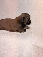 Mork, a male Shih Tzu for sale in Morehead, KY – Photo 8 of 8