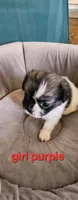 Girl2 purple collar , a female Tibetan Spaniel and Shih Tzu for sale in Okeechobee, FL – 3 of 4
