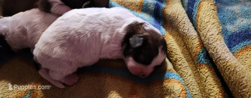White boy – Tibetan Spaniel, Japanese Chin puppy for sale in Okeechobee, FL