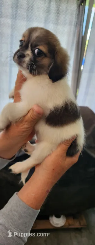 Girl2 purple collar  – Tibetan Spaniel, Shih Tzu puppy for sale in Okeechobee, FL