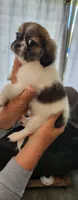 Girl2 purple collar , a female Tibetan Spaniel and Shih Tzu for sale in Okeechobee, FL – 1 of 7