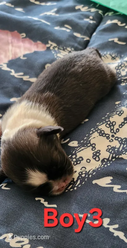 Boy 3 – Tibetan Spaniel, Shih Tzu puppy for sale in Okeechobee, FL