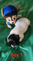 Boy 1, a male Tibetan Spaniel and Shih Tzu for sale in Okeechobee, FL – 2 of 2