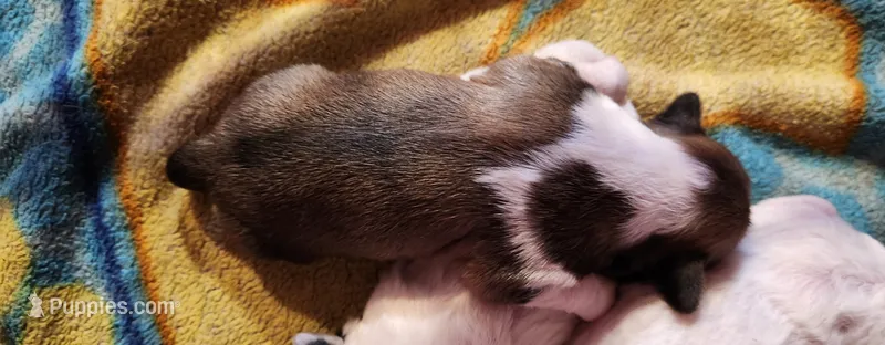 Brown boy – Tibetan Spaniel, Japanese Chin puppy for sale in Okeechobee, FL