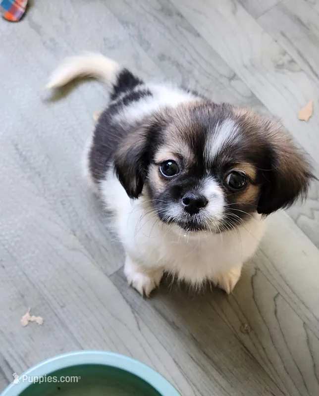 Girl2 purple collar  – Tibetan Spaniel, Shih Tzu puppy for sale in Okeechobee, FL