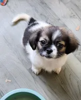 Girl2 purple collar , a female Tibetan Spaniel and Shih Tzu for sale in Okeechobee, FL – 2 of 7