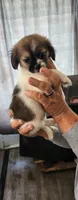 Girl2 purple collar , a female Tibetan Spaniel and Shih Tzu for sale in Okeechobee, FL – 7 of 7