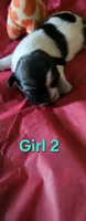 Girl2, a female Tibetan Spaniel and Shih Tzu for sale in Okeechobee, FL – 2 of 2