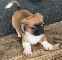 Boy 2, a male Tibetan Spaniel and Shih Tzu for sale in Okeechobee, FL – 5 of 6