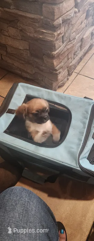 Boy 2 – Tibetan Spaniel, Shih Tzu puppy for sale in Okeechobee, FL