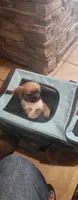 Boy 2, a male Tibetan Spaniel and Shih Tzu for sale in Okeechobee, FL – 1 of 10
