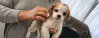 Girl 1 pink collar , a female Tibetan Spaniel and Shih Tzu for sale in Okeechobee, FL – 7 of 8