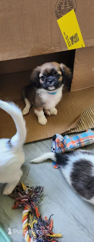 Boy 2 – Tibetan Spaniel, Shih Tzu puppy for sale in Okeechobee, FL