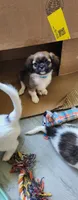 Boy 2, a male Tibetan Spaniel and Shih Tzu for sale in Okeechobee, FL – 1 of 3