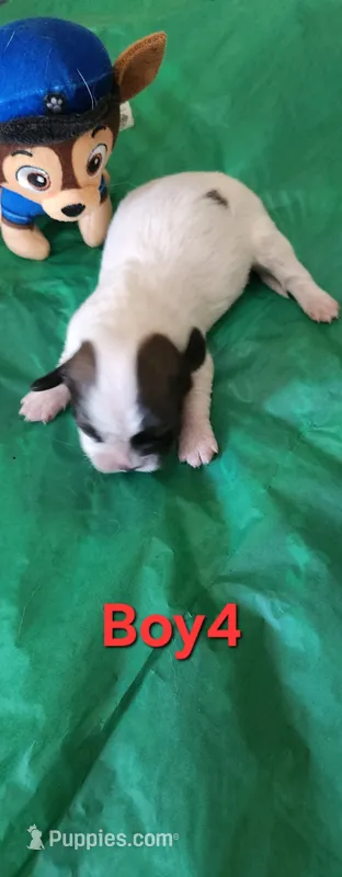 Boy 4 – Tibetan Spaniel, Shih Tzu puppy for sale in Okeechobee, FL