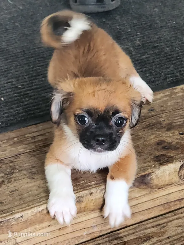 Boy 2 – Tibetan Spaniel, Shih Tzu puppy for sale in Okeechobee, FL