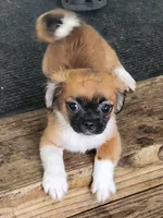 Boy 2, a male Tibetan Spaniel and Shih Tzu for sale in Okeechobee, FL – 1 of 6