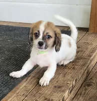 Boy 4, a male Tibetan Spaniel and Shih Tzu for sale in Okeechobee, FL – 1 of 5