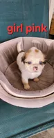Girl 1 pink collar , a female Tibetan Spaniel and Shih Tzu for sale in Okeechobee, FL – 4 of 4