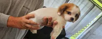 Girl 1 pink collar , a female Tibetan Spaniel and Shih Tzu for sale in Okeechobee, FL – 8 of 8