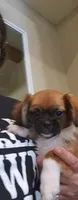 Boy 2, a male Tibetan Spaniel and Shih Tzu for sale in Okeechobee, FL – 9 of 10