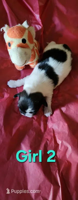 Girl2 – Tibetan Spaniel, Shih Tzu puppy for sale in Okeechobee, FL