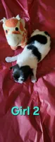 Girl2, a female Tibetan Spaniel and Shih Tzu for sale in Okeechobee, FL – 1 of 2