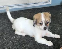 Boy 4, a male Tibetan Spaniel and Shih Tzu for sale in Okeechobee, FL – 5 of 5
