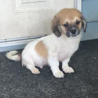 Yellow "Biggin:, a male Tibetan Spaniel and Shih Tzu for sale in Okeechobee, FL – 3 of 4