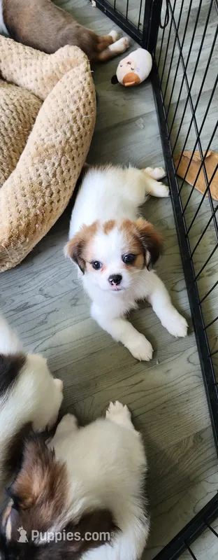 Girl 1 pink collar  – Tibetan Spaniel, Shih Tzu puppy for sale in Okeechobee, FL