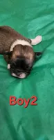 Boy 2, a male Tibetan Spaniel and Shih Tzu for sale in Okeechobee, FL – 2 of 2