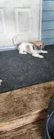 Yellow "Biggin:, a male Tibetan Spaniel and Shih Tzu for sale in Okeechobee, FL – 4 of 4