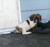 Boy 1, a male Tibetan Spaniel and Shih Tzu for sale in Okeechobee, FL – 1 of 5
