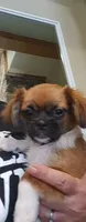 Boy 2, a male Tibetan Spaniel and Shih Tzu for sale in Okeechobee, FL – 8 of 10