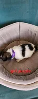 Girl2 purple collar , a female Tibetan Spaniel and Shih Tzu for sale in Okeechobee, FL – 4 of 4